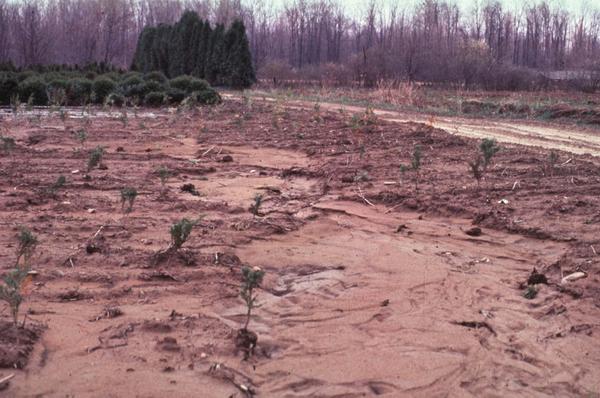 A field of junipers with eroded soil due to localized flooding